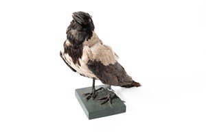 Image description is not available for 2011.2.4